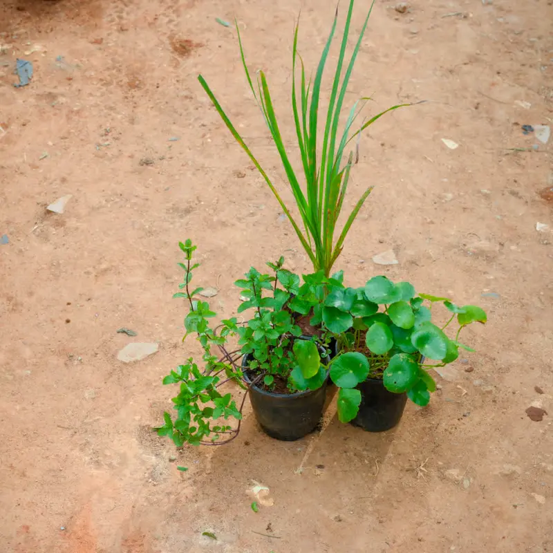Set of 3 Mint Brahmi Dollar and Lemongrass